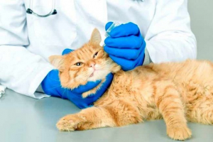 Jak postępuje i jak leczyć chlamydię w kotach? Jak postępuje i jak leczyć chlamydię w kotach?